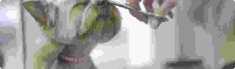 Pet Amado