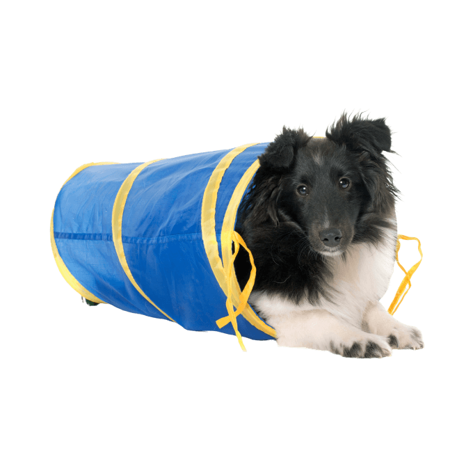 Dog Training Tunnel